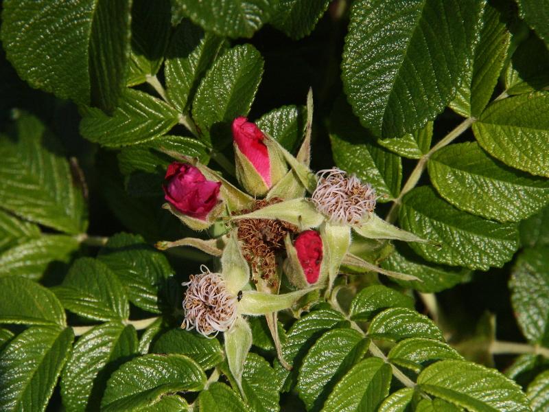 [ pilt: IMG_0525 X.JPG ]